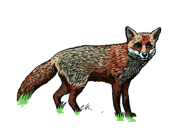NPCG_Lisica_ilustracija