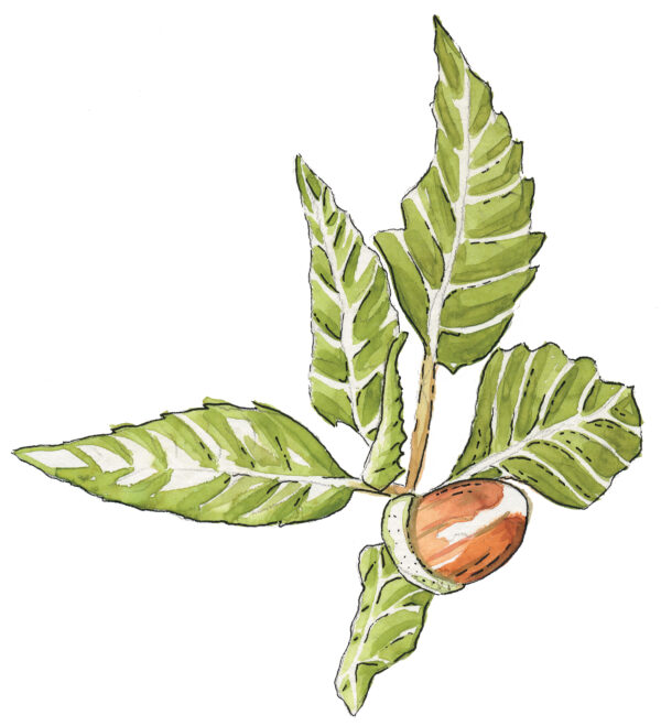 NPCG_Zir_ilustracija